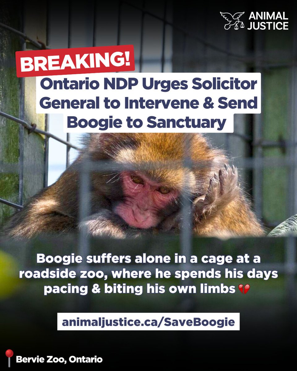 AnimalJustice's tweet photo. 🚨 BREAKING: @OntarioNDP is urging @ONsafety to #SaveBoogie, a monkey who languishes alone at Bervie Zoo, &amp; have him transferred to Story Book Farm Primate Sanctuary, where he can be better cared for &amp; live with other primates 🙏 https://t.co/SSciL7axyK