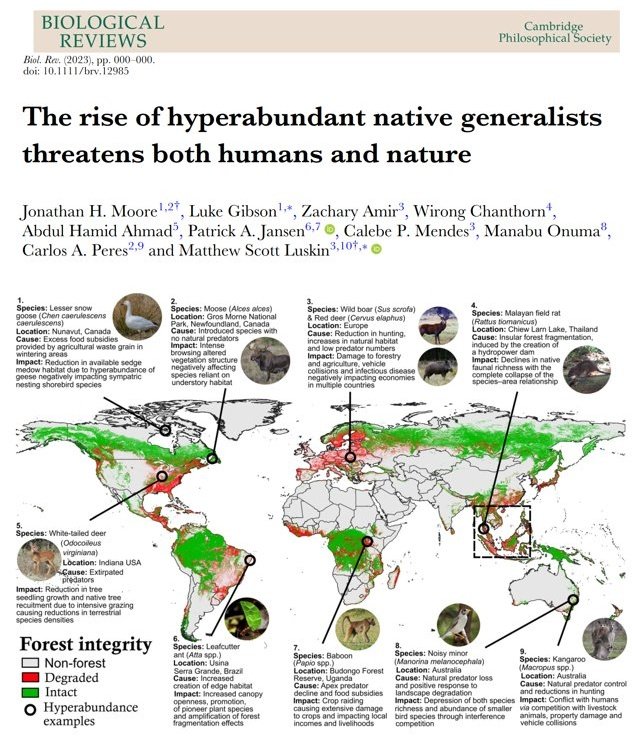 Interesting paper from 2023: 
"The rise of hyperabundant native generalists threatens both humans and nature." To me, even more concerning is the rise of hyperabundant nonnative generalists (eg. wild boar, feral deer, goldfish, bullfrogs, Burmese pythons).
onlinelibrary.wiley.com/doi/epdf/10.11…