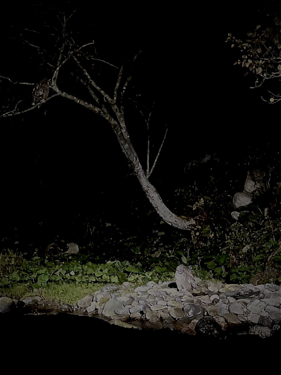 シマフクロウ　左上と右下