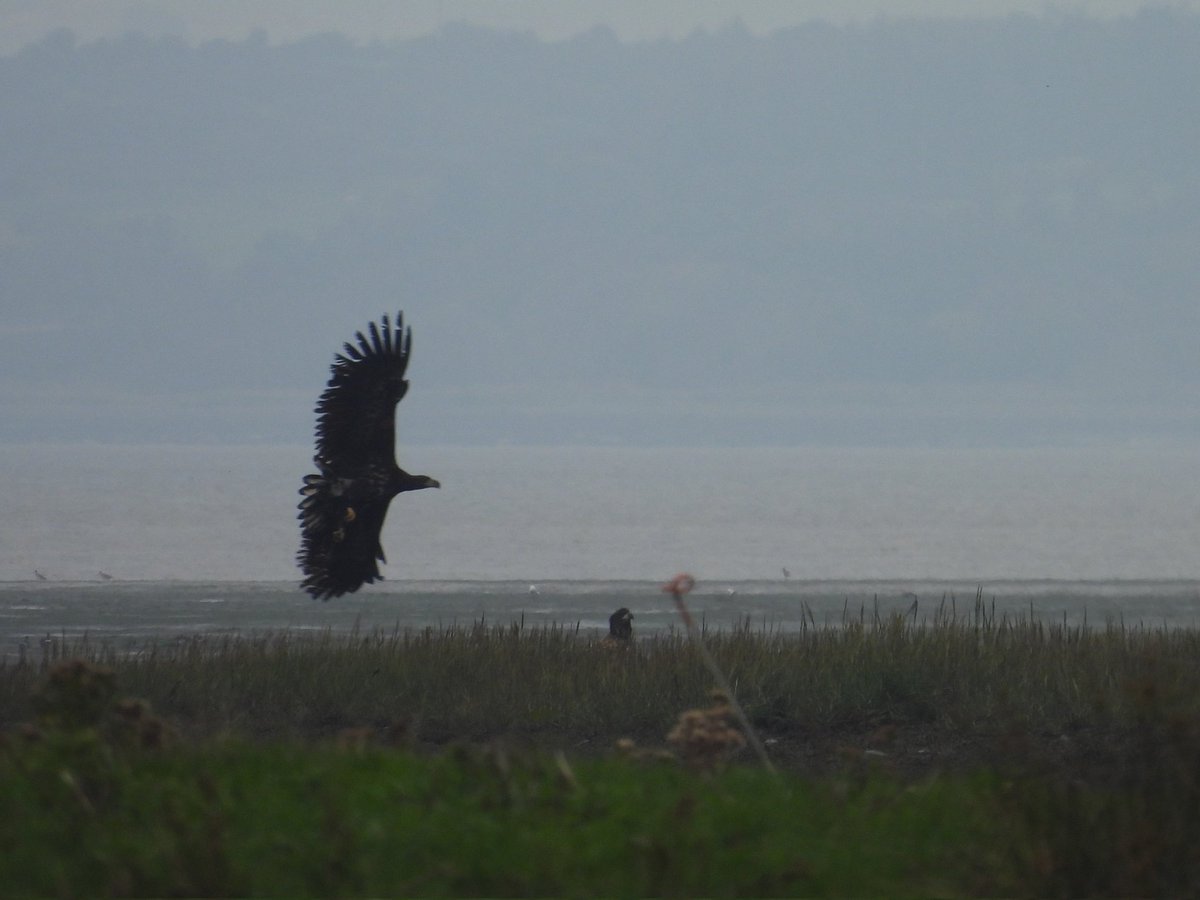 It was amazing to see 5 White Tailed Eagles during the Clare Branch Outing at Tarbert Co. Limerick with <a href="/charlielyo31903/">charlie lyons</a> today. One even caught and ate a Hooded Crow!  
<a href="/BirdWatchIE/">BirdWatch Ireland</a>
 #BirdsSeenIn2024 #BirdsOfTwitter #photography #birdphotography #birding #TwitterNatureCommunity