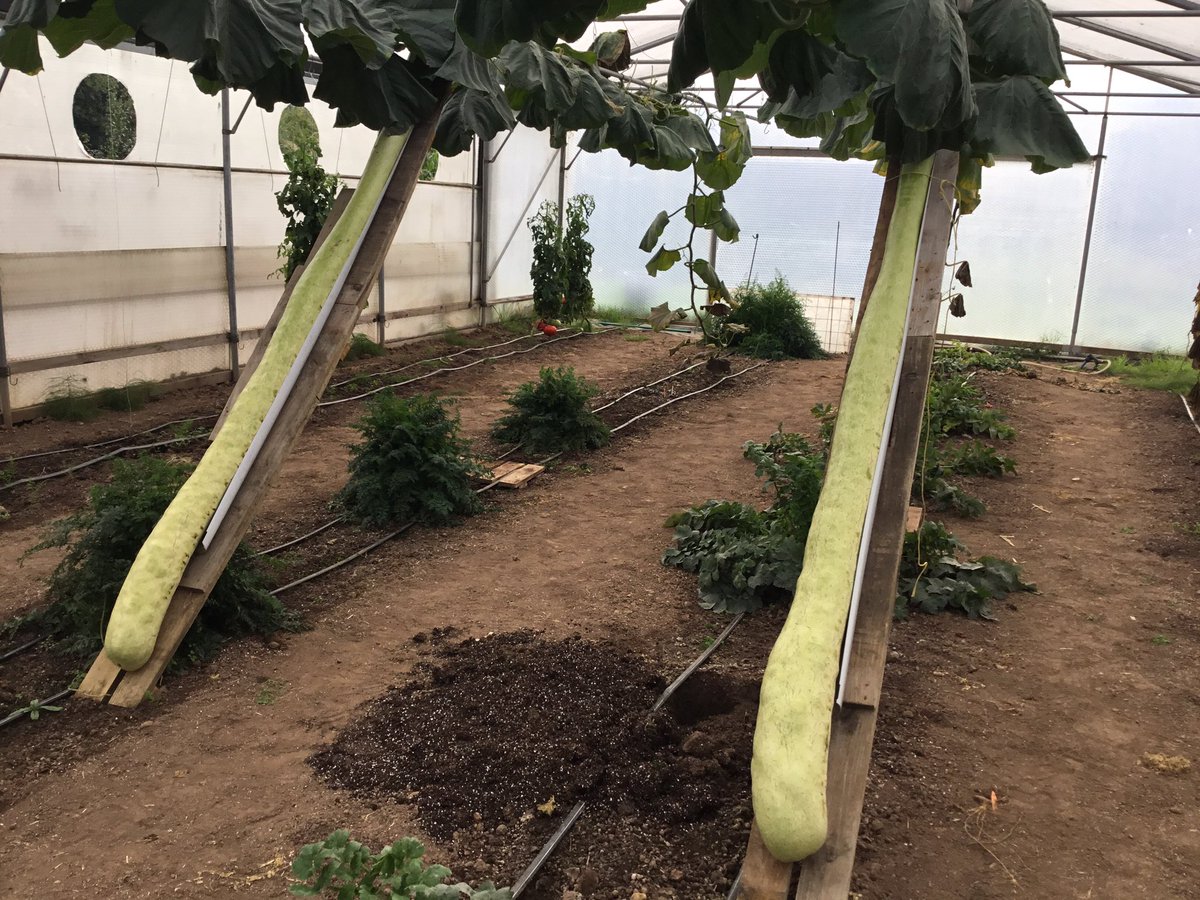 Only a week to go and the 2024 growing season will be over. So cold that I am having to keep the greenhouse doors closed. Normally the plants only have blankets in the spring. Have I done enough to get any winners at Malvern? 🤔🧐☹️🤞