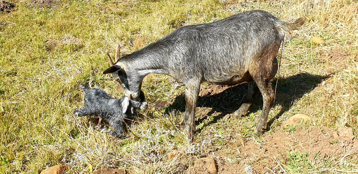 MisterMathula's tweet photo. Breeding indigenous animals is not just about preserving tradition; it's about fostering a resilient future.
#Snow #Durban #LIVBOU #GOATS #farming #Impendle #Kwazulu-Natal #N3TrafficAlert https://t.co/YmahhJoA4N