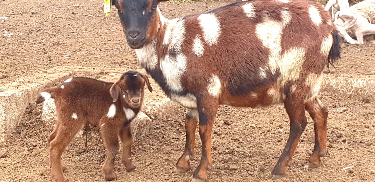 MisterMathula's tweet photo. Breeding indigenous animals is not just about preserving tradition; it's about fostering a resilient future.
#Snow #Durban #LIVBOU #GOATS #farming #Impendle #Kwazulu-Natal #N3TrafficAlert https://t.co/YmahhJoA4N
