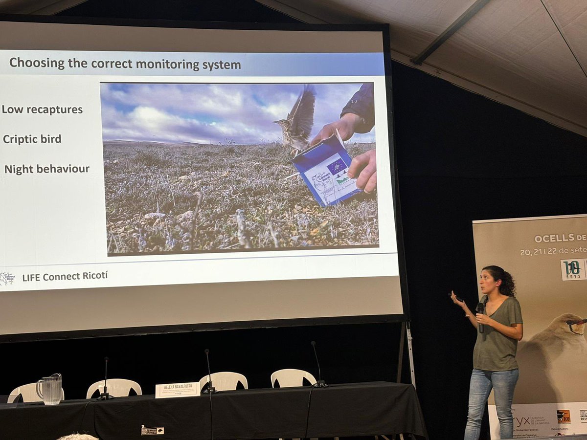 GBiC_CTF's tweet image. Avui estem al @DeltaBirdingF amb @HNavalpotro explicant els primers resultats sobre les translocacions d’alosa becuda (Chersophilus duponti) en el marc del @LRicoti   Utilizant telemetria automàtica #MOTUS i emissors de &amp;lt; 1gr per seguir aquesta espècie tan críptica.