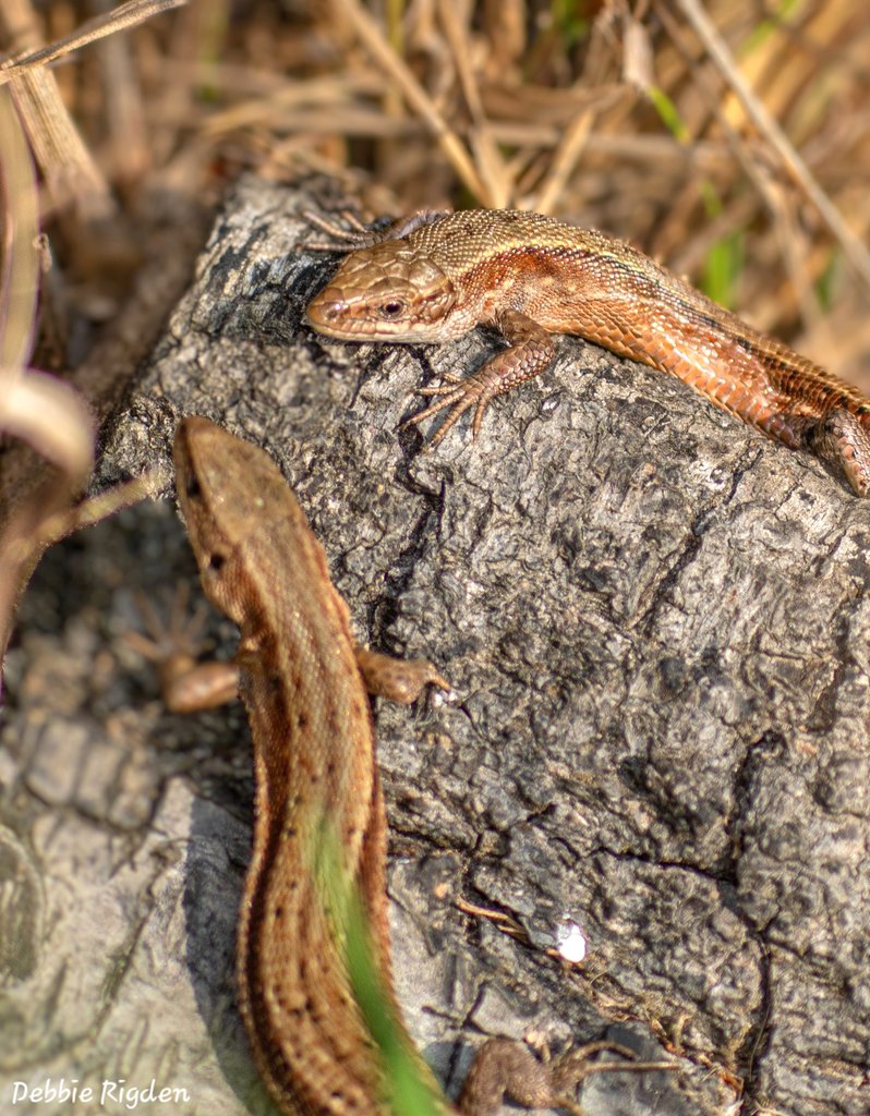 RigdenDebbie's tweet photo. Two Common Lizards basking in the early morning sun ๐ฆ ๐ seen on my walk
#Commonlizards #Lizards #reptiles #wildlife #nature #naturephotography https://t.co/kZyJKwUT2X