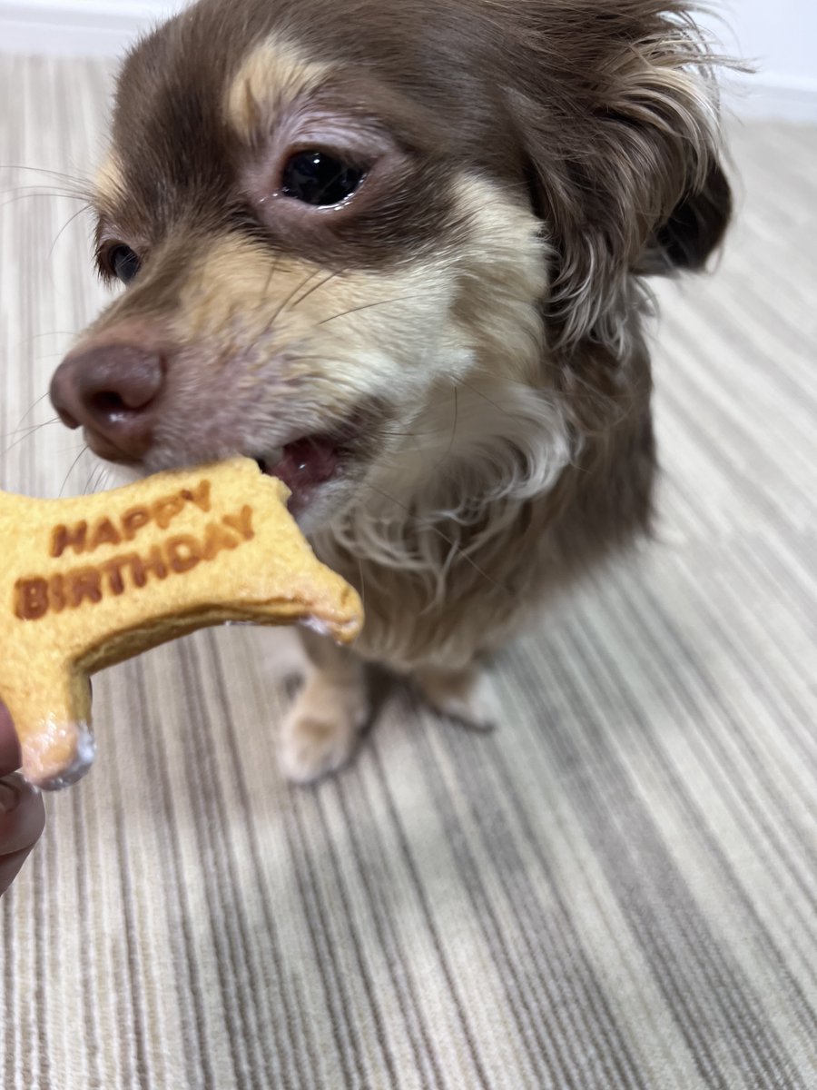 uratasama's tweet photo. うちのお姫様、あきちゃんが誕生日を迎えました！
心の癒しです。
家族になってくれてありがとう。

誕生日おめでとう🐶 https://t.co/QaphDe2LC0