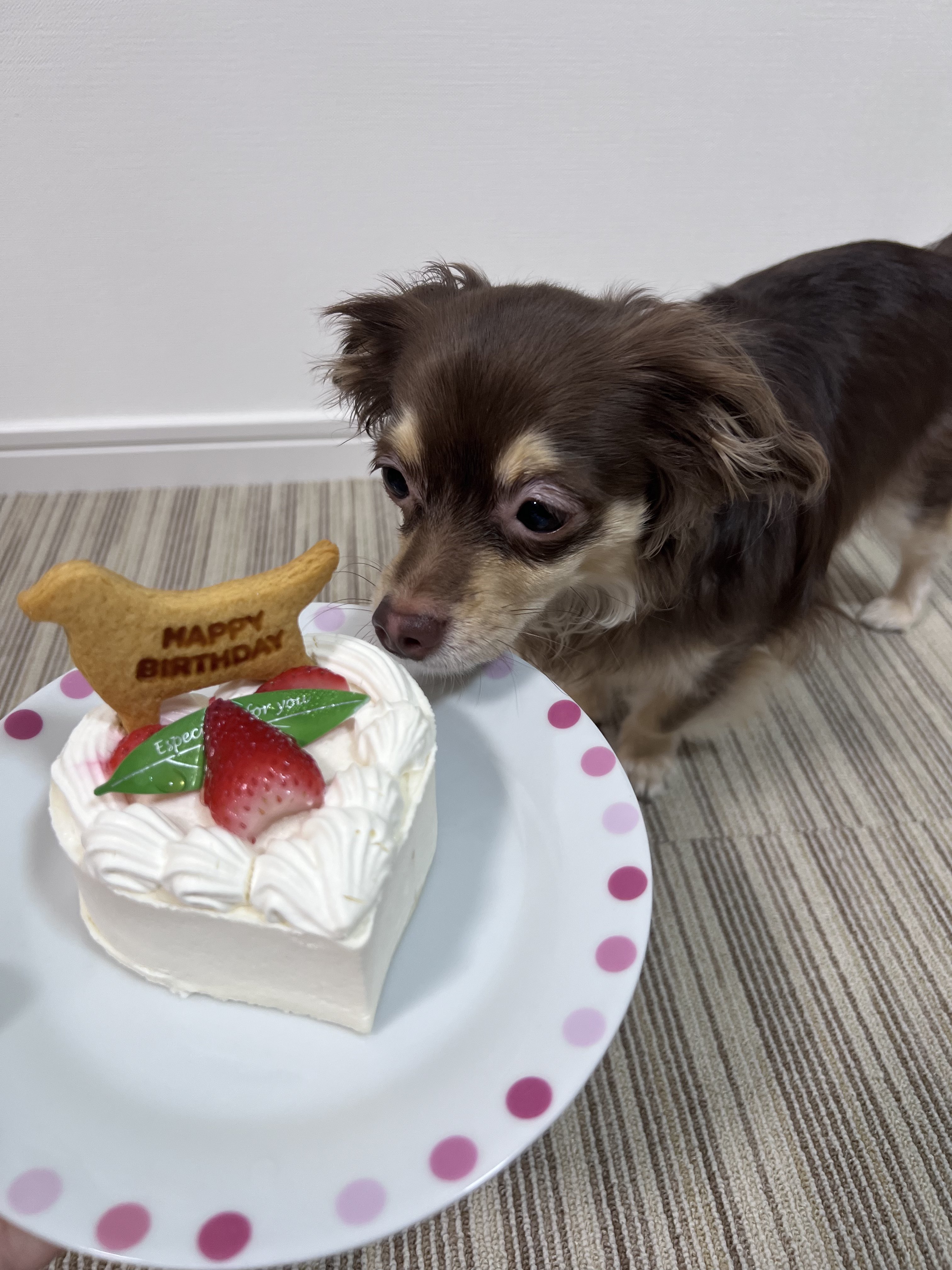 うらたぬき🍀浦島坂田船／浦田わたる on X: 