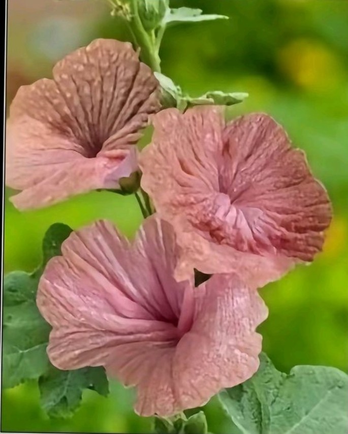 Ludaing's tweet image. Mis flores para ustedes ☺️🤗
No encontré Flores Amarillas 🥹
Sorry 🥹👉🏻👈🏻
La intención es lo que cuenta 😌