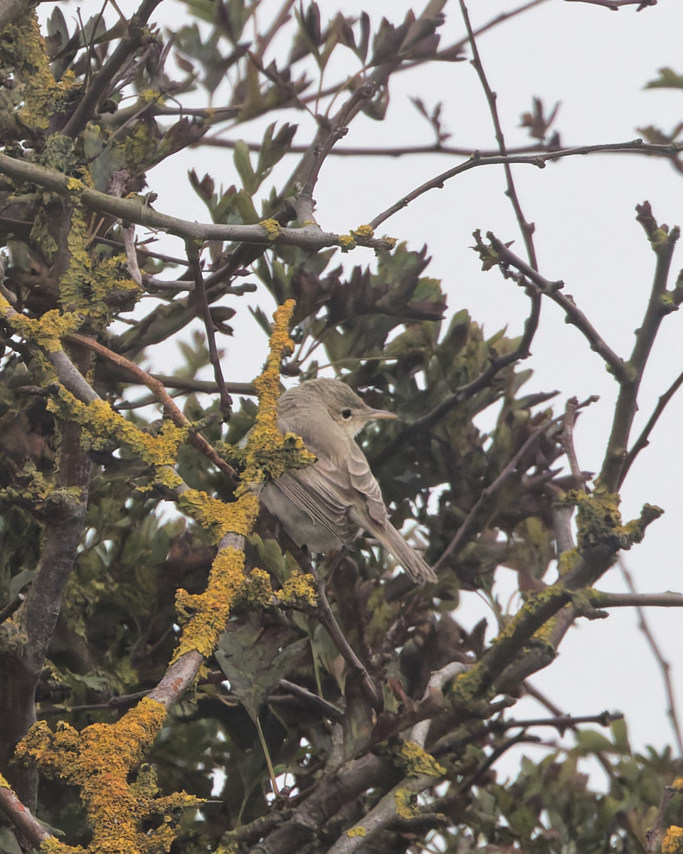 rob_little's tweet photo. Some record shots of today's Eastern Olivaceous Warbler at Old Fall Hedge @flamboroughbird, only the second here, the last being in 1st-3rd September 2010. A headland first for me so many thanks to all involved. @RareBirdAlertUK @BirdGuides https://t.co/mPT2ql12L3