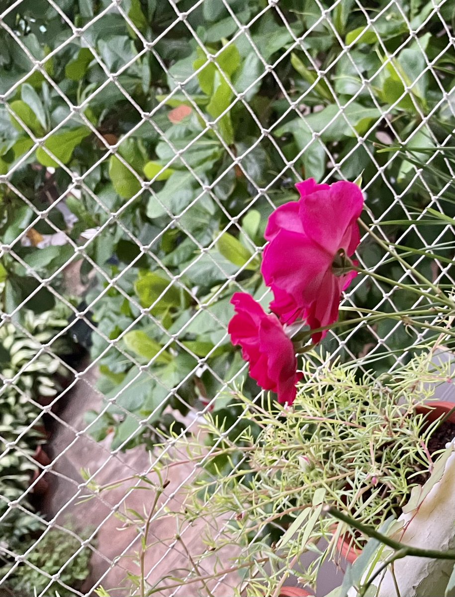 ootadamane's tweet image. #myrandomclick