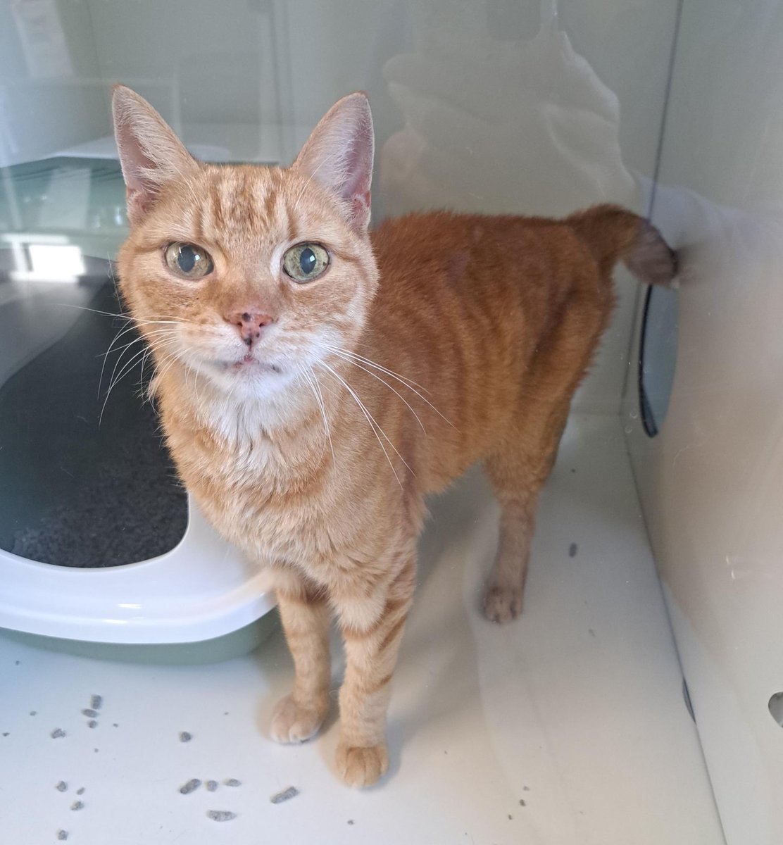 Lieve oude Tommie liep al ongeveer 3 weken in een tuin op de #Kadoelenweg #Amsterdam Noord

Broodmager en wankel, gelukkig werd hij gevoerd door degene waar hij in de tuin liep, waardoor hij wat aansterkte.

Gecastreerd en gechipt, we hebben kunnen achterhalen dat hij echt Tommie