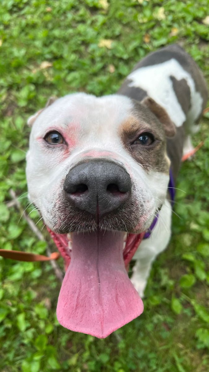 StellaA72142431's tweet photo. Itโs #NationalNewyork day!
#Nationalsinglesday
Zeusy Roll has waited for that special person to be all his. #longstay. Full of love ๐ ready to be home ๐ Ready to be your best friend! Please go meet this handsome boy at the #NYCACC I promise you will fall in love with him. Letโs find him a loving ๐ฅฐ home ๐
Hang in there Zeusy! ๐๐๐๐๐๐๐๐