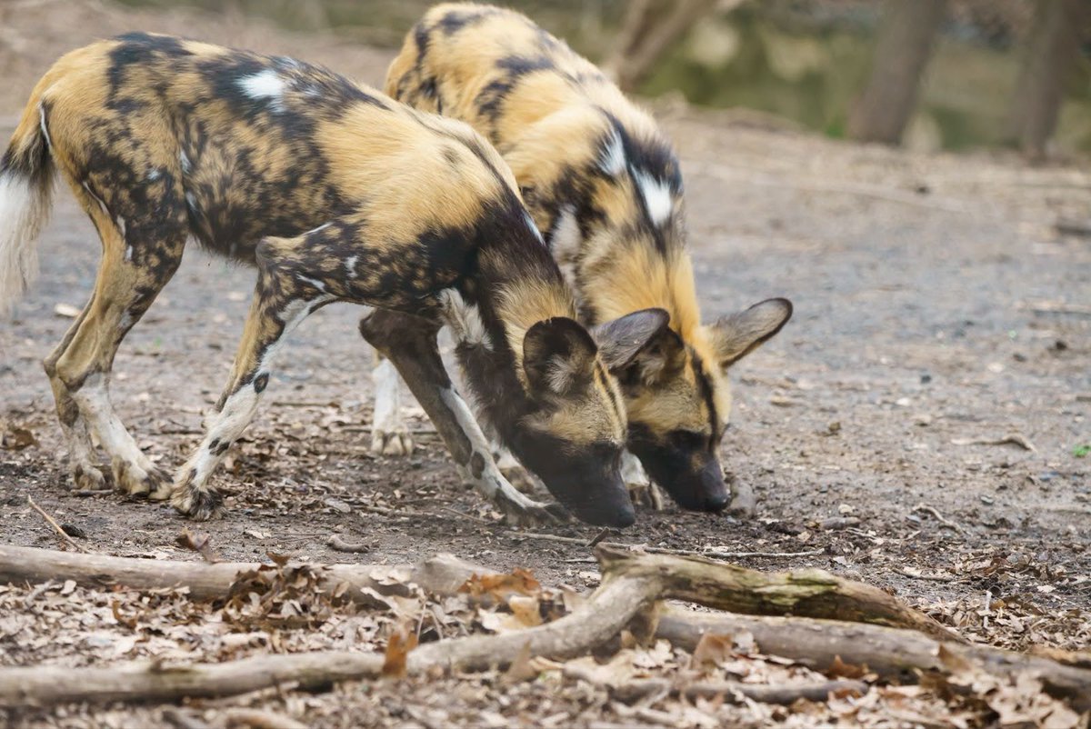 STLWolfCenter's tweet photo. How do #Africanpainteddogs recognize their pack members?

In part, they rely on their unique markings. Researchers believe that these distinctive patterns help them identify each other from up to 300 feet away! https://t.co/ZzFYTq9tjo