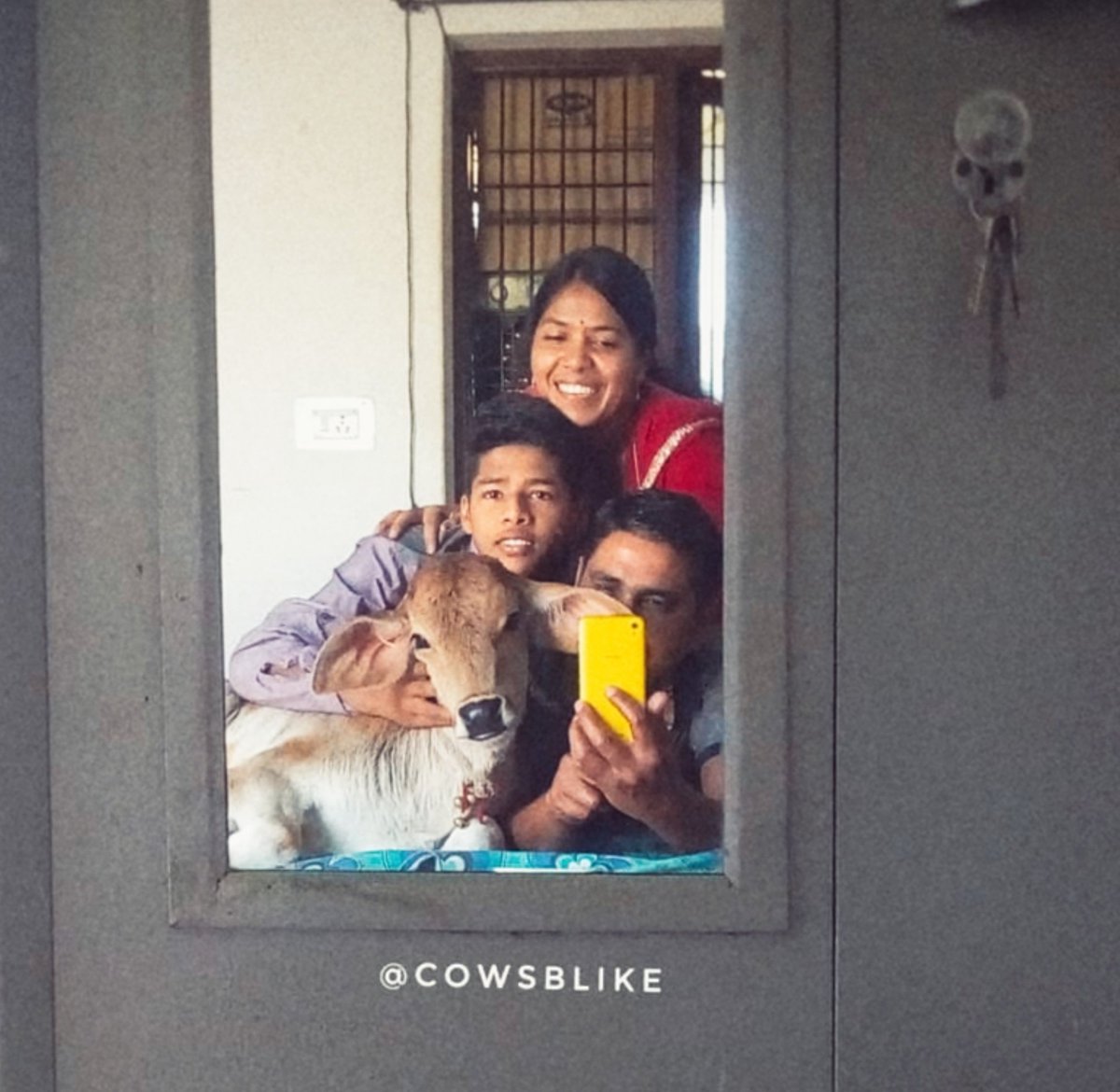 Family Pic ❤️🐮 #cowsblike