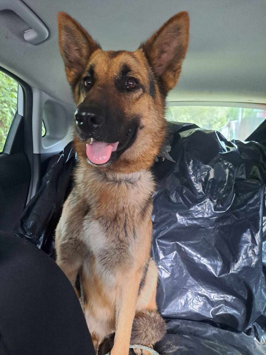lamanadadepick's tweet photo. 📣 Atención 📣 Perrita encontrada!! Creemos que tiene dueño. Se cayó en un hoyo y la  lograron sacar!! Favor ayúden a compartir 🙏 está en las fincas detrás de la residencial Los Amates en Las Arboledas, Lourdes Colon llamar al 78411850 https://t.co/xoxY8rqzmJ