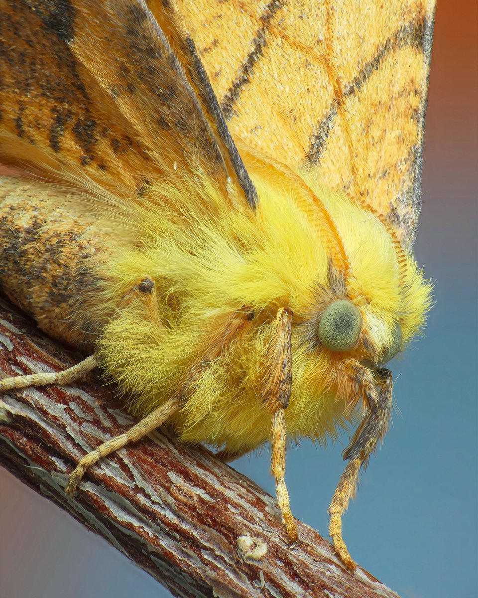 Mark Pitt (@mark__pitt) on Twitter photo Canary-shouldered thorn. One of the most vibrant autumn moths that we have in the UK. Found <a href="/sceneUofG/">SCENE</a> a couple days ago.
<a href="/savebutterflies/">Butterfly Conservation 🦋</a> <a href="/WildlifeMag/">BBC Wildlife</a> #nature #wildlife #macro #macrophotography Canary-shouldered thorn. One of the most vibrant autumn moths that we have in the UK. Found <a href="/sceneUofG/">SCENE</a> a couple days ago.
<a href="/savebutterflies/">Butterfly Conservation 🦋</a> <a href="/WildlifeMag/">BBC Wildlife</a> #nature #wildlife #macro #macrophotography
