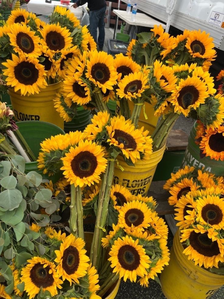 SUNFLOWER 🌻 tweet media