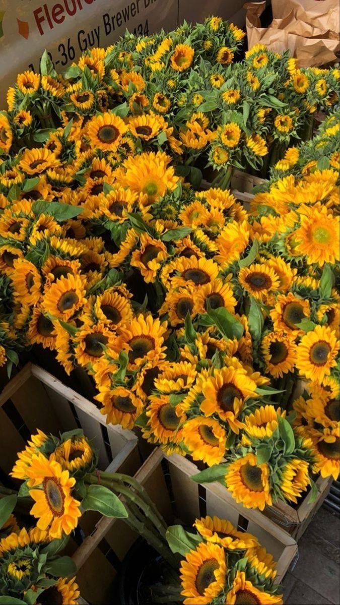 SUNFLOWER 🌻 tweet media