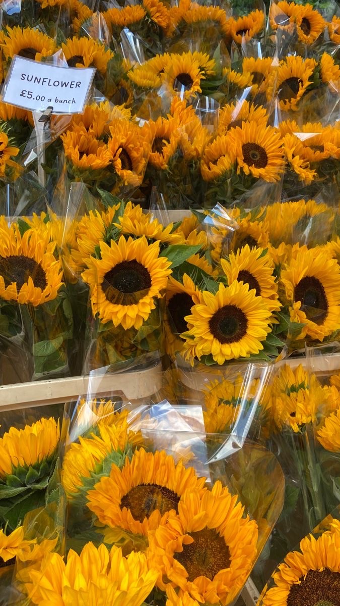 SUNFLOWER 🌻 tweet media