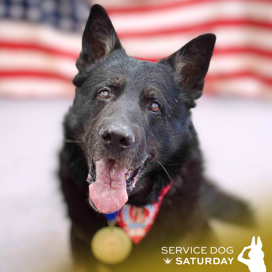 GarySiniseFound's tweet photo. This #ServiceDogSaturday, we honor Adak, a true hero with over 12 years of service as an explosive detection dog. Adak served in dangerous locations like Baghdad, Iraq, and Kabul, Afghanistan safeguarding U.S. embassies, dignitaries, and high-ranking officials. His dedication to protecting lives was unwavering, and he was recognized at the American Humane Hero Dog Awards on the Hallmark Channel. 

Adak was more than just a protector—he was a good boy through and through. We honor his legacy and thank him for his years of dedicated service.