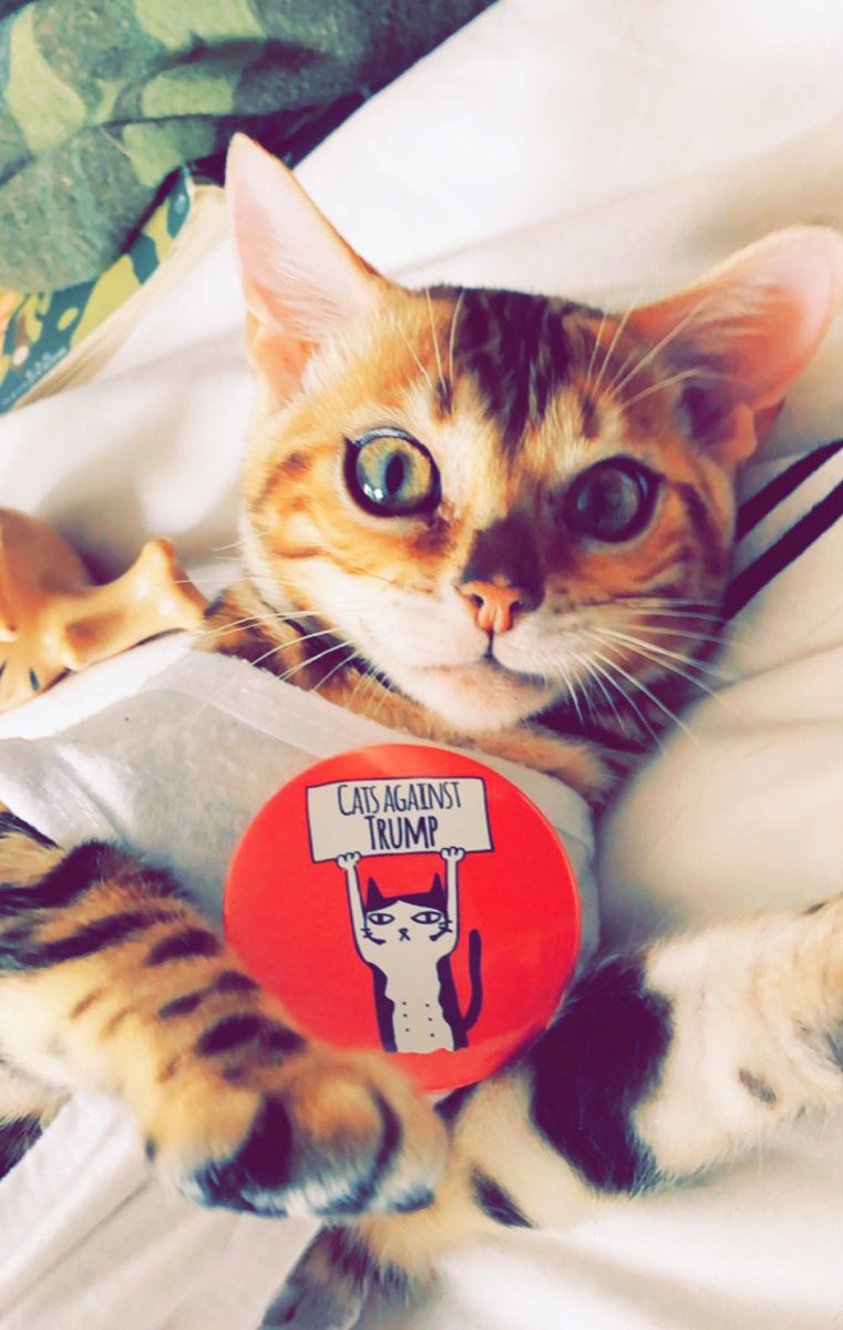 BREAKING: My cat Ripley
has endorsed Vice President
<a href="/KamalaHarris/">Kamala Harris</a> Let’s go!

#Ripley🇺🇸
#CatsAgainstTrump🐯
#Kamala2024
