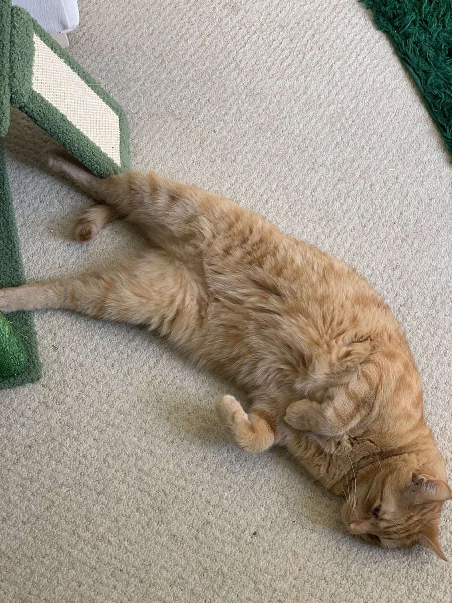 MegPoxon's tweet image. Bought Mr Peaches an expensive climbing cat tree for his birthday, and in classic Mr Peaches fashion, he insists on laying very near but never on/in it 🙄