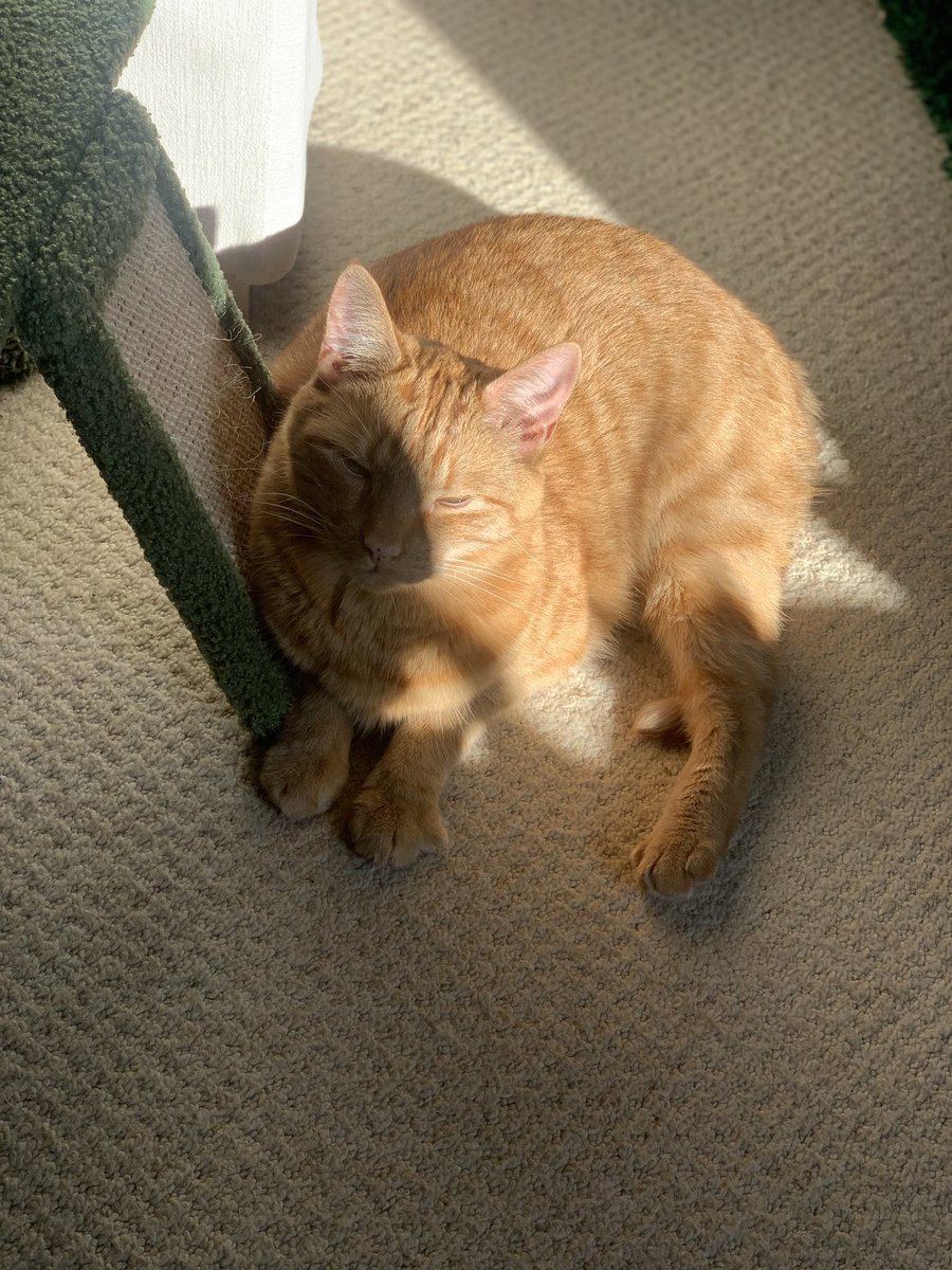 MegPoxon's tweet image. Bought Mr Peaches an expensive climbing cat tree for his birthday, and in classic Mr Peaches fashion, he insists on laying very near but never on/in it 🙄