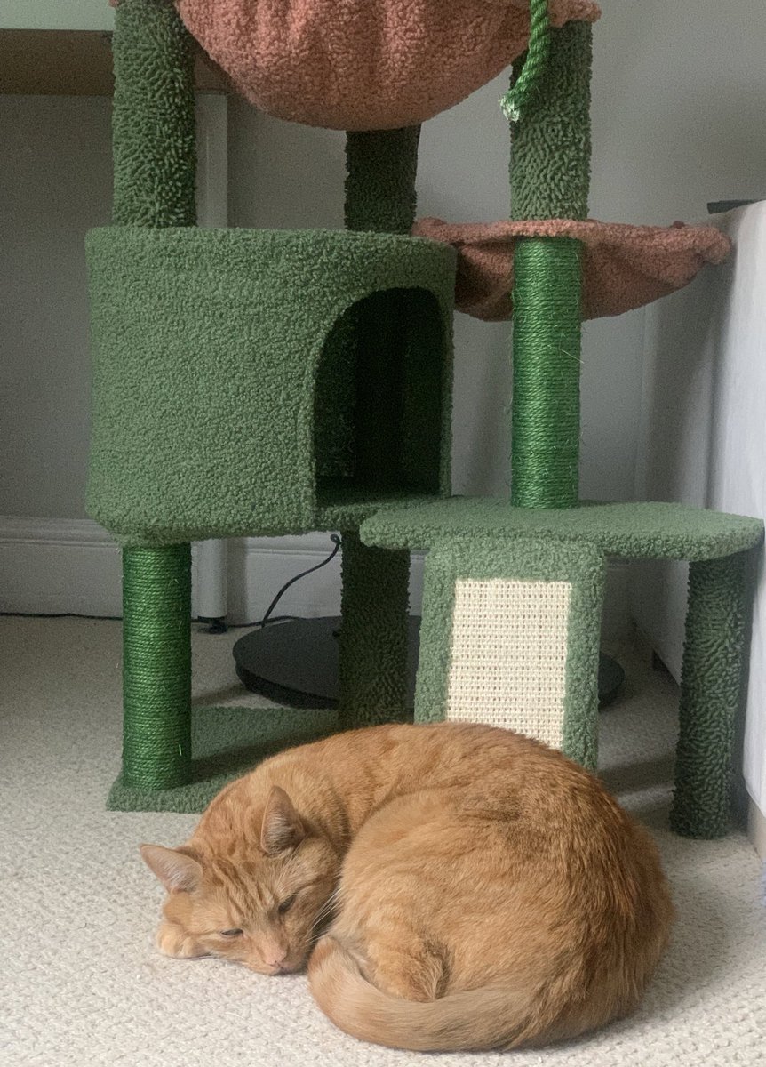 MegPoxon's tweet image. Bought Mr Peaches an expensive climbing cat tree for his birthday, and in classic Mr Peaches fashion, he insists on laying very near but never on/in it 🙄