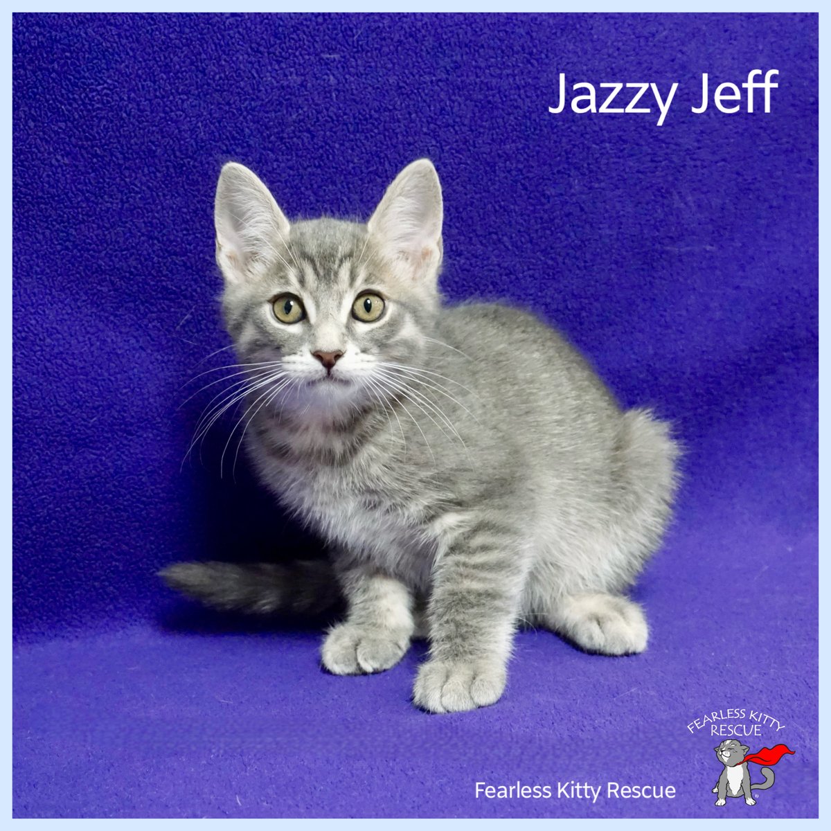 FearlessKitty12's tweet photo. Jazzy Jeff used his vocal cords today to get himself adopted. He started singing as the mother and daughter walked in the room so he caught their eye immediately, and that was it. They are very excited to hear how he will sing in his sleep! #ForeverHome #FureverFamily #HappyTails https://t.co/4s81b1XZWc