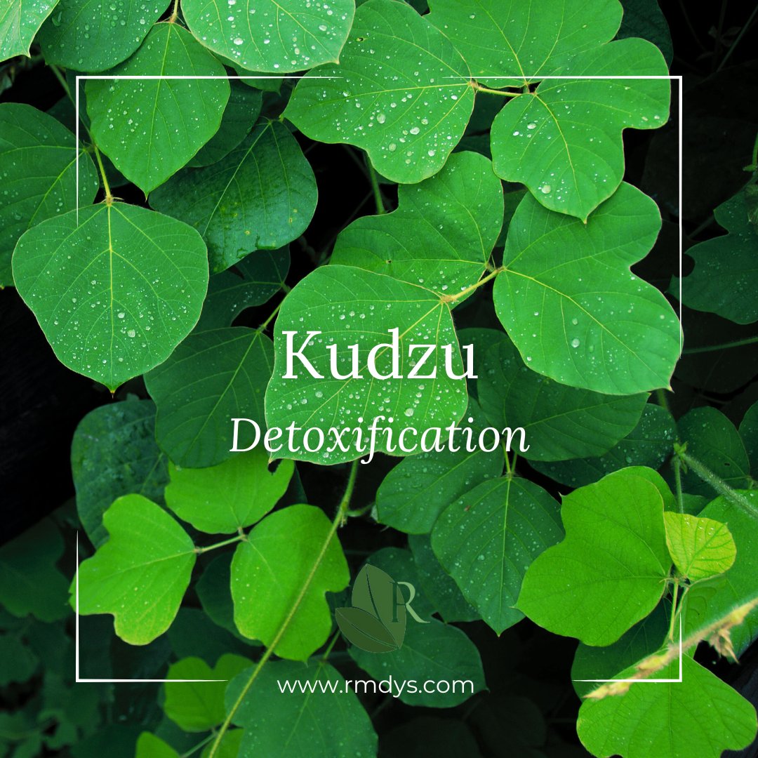 Remedysnutritio's tweet image. 🌿 Boost your wellness with Remedy’s Nutrition® Kudzu Capsules! 🌱 Supports cardiovascular health, hormone balance, and natural energy. 💪 Ready to feel your best? Shop now ➡️ rmdys.com

#kudzu #naturalenergy #cardiovascularsupport #herbalremedies #remedysnutrition