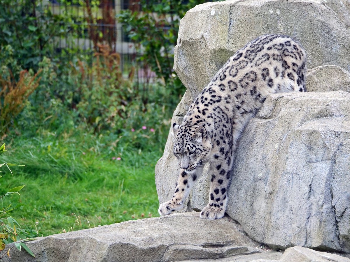 Welsh Mountain Zoo tweet media