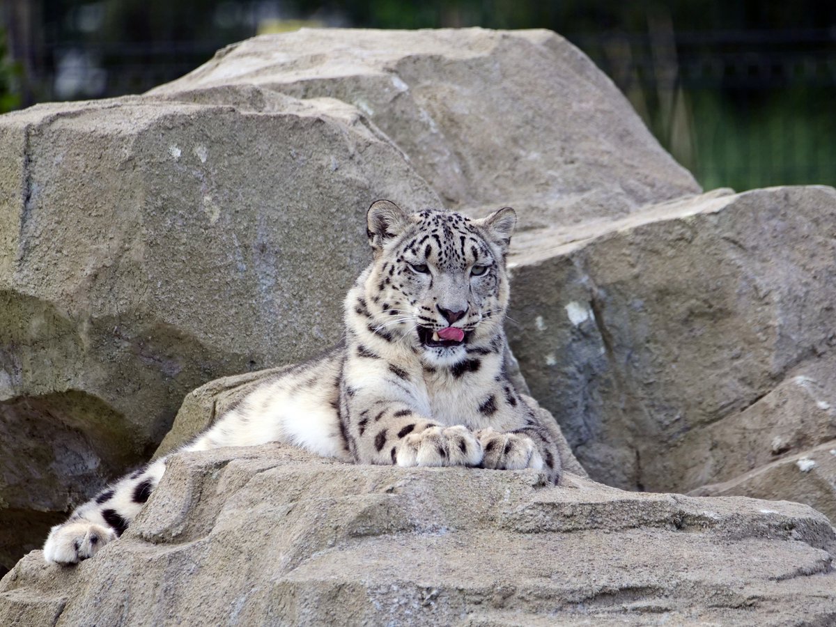 Welsh Mountain Zoo tweet media