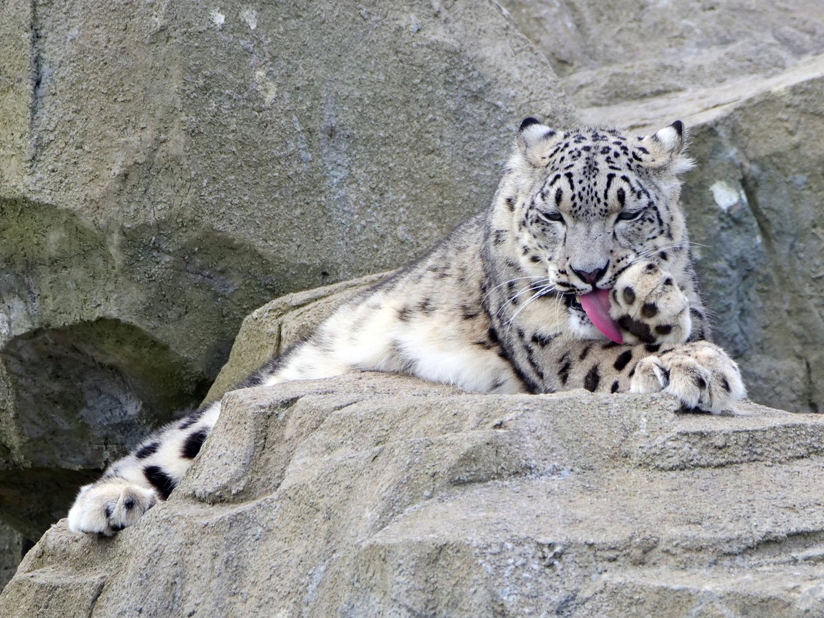 Welsh Mountain Zoo tweet media