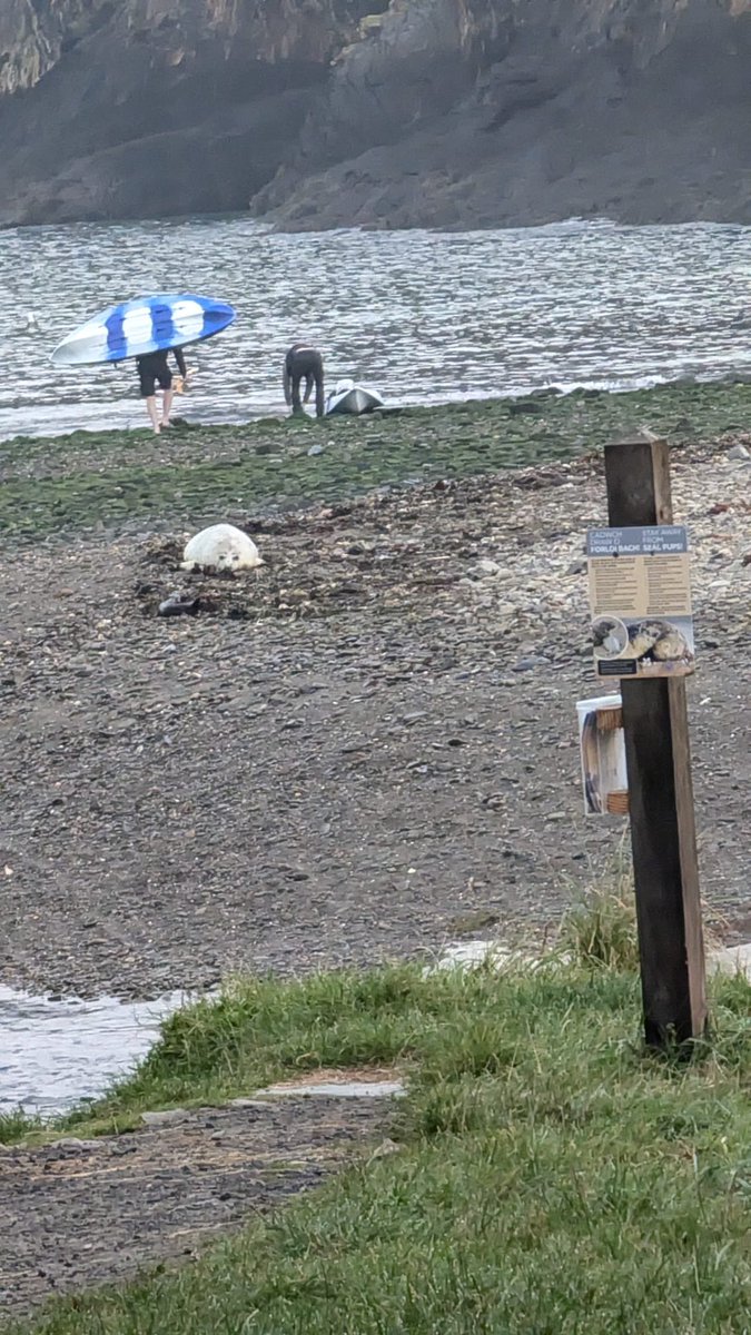 Cadw Ceibwr Conservation (@cadwceibwr) on Twitter photo These Kayakers at Ceibwr earlier today definitely closer than 100m. Despite the signs and the leaflets. Seals are protected by law in this Marine SAC, SSSI. Please <a href="/DyfedPowys/">Heddlu Dyfed-Powys Police</a> <a href="/SeabirdOp/">Operation Seabird</a> put your signs up again, it may help?<a href="/BBCWalesNews/">BBC Wales News</a> @PembrokeshireNT <a href="/NTCymru_/">National Trust Cymru</a> These Kayakers at Ceibwr earlier today definitely closer than 100m. Despite the signs and the leaflets. Seals are protected by law in this Marine SAC, SSSI. Please <a href="/DyfedPowys/">Heddlu Dyfed-Powys Police</a> <a href="/SeabirdOp/">Operation Seabird</a> put your signs up again, it may help?<a href="/BBCWalesNews/">BBC Wales News</a> @PembrokeshireNT <a href="/NTCymru_/">National Trust Cymru</a>