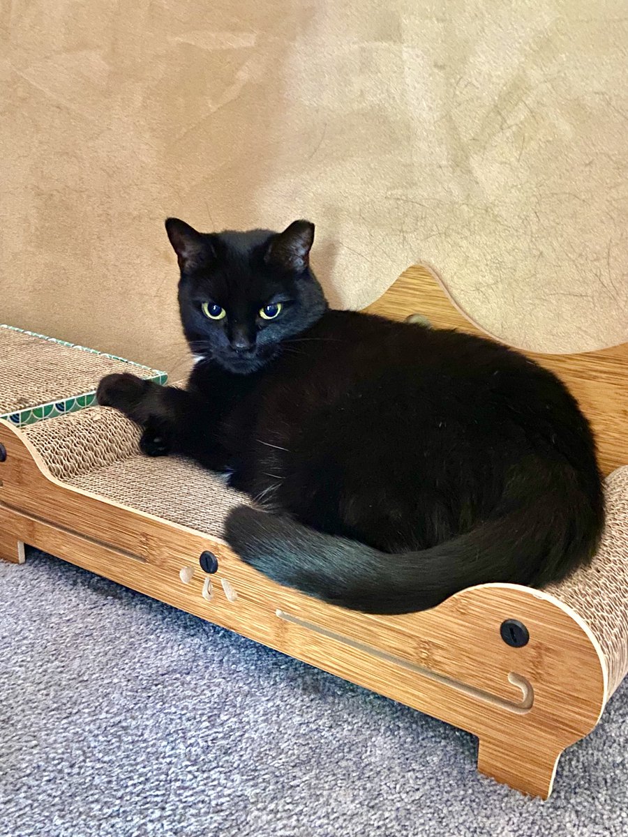Reporterroblang's tweet photo. Hoping your #Caturday is restful #Jules2 https://t.co/dXAbr6uF4H