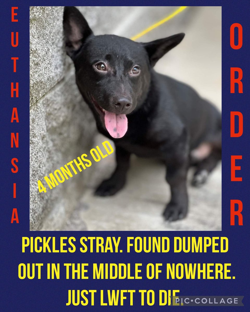 carawil17888192's tweet photo. ‼️ RESCUE INTEREST‼️
NEEDS PLEDGES 4 VETTING &amp; TRANSPORT ‼️EU 9/23

MT PLEASANT TEXAS

PICKLES stray. Found dumped out in the middle of no where. Just lwft to die. 

Mixed
M
4mth
15lb
#A56906848

#dog #fyp #dogsofinstagram #pet #dogs #animals #texas #PLEDGE #pups #rescue #adopt https://t.co/VySpI5eI6H