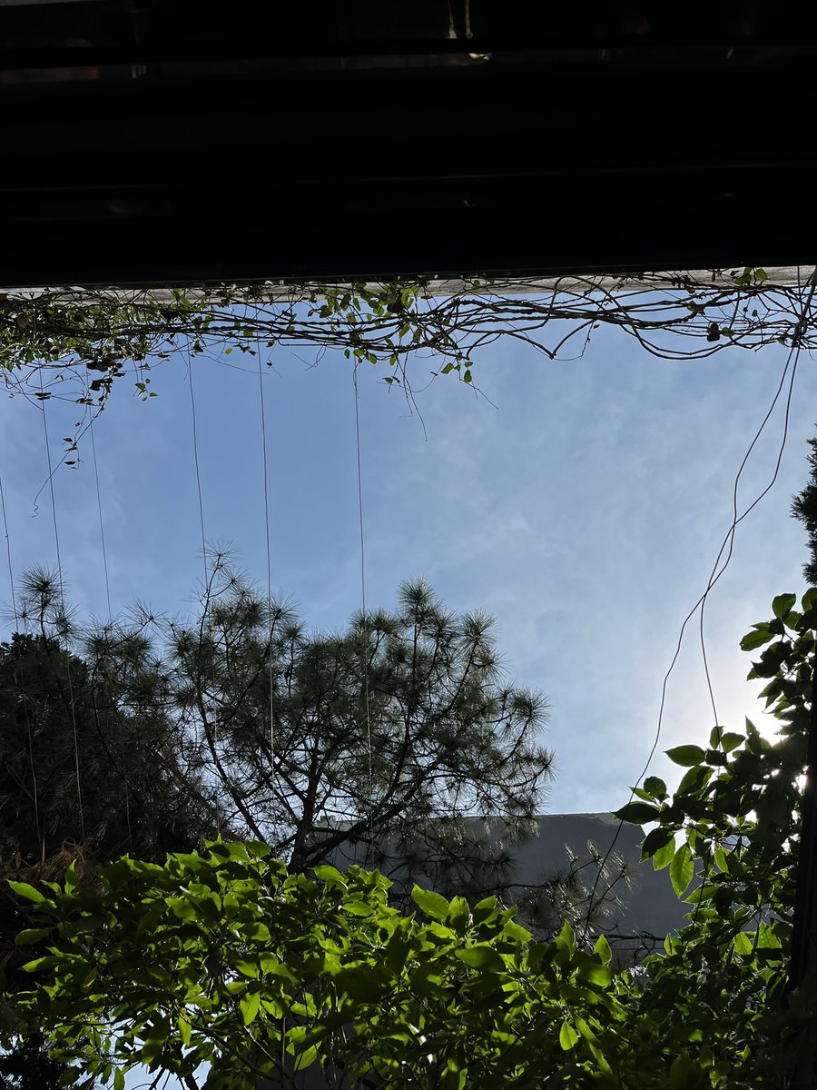 carolvirusss's tweet image. LAS FLORES