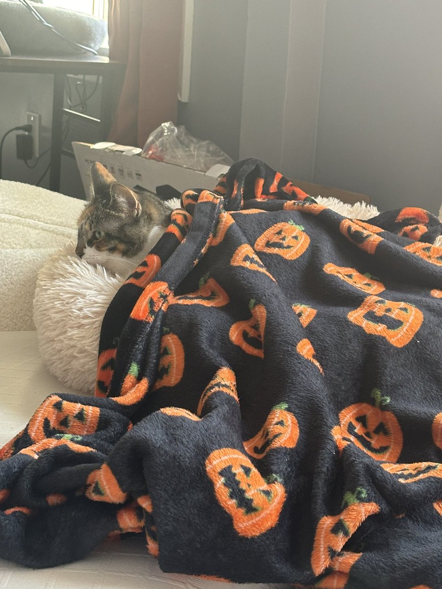 UPDATE BLOSSUM HAS A BLANKET