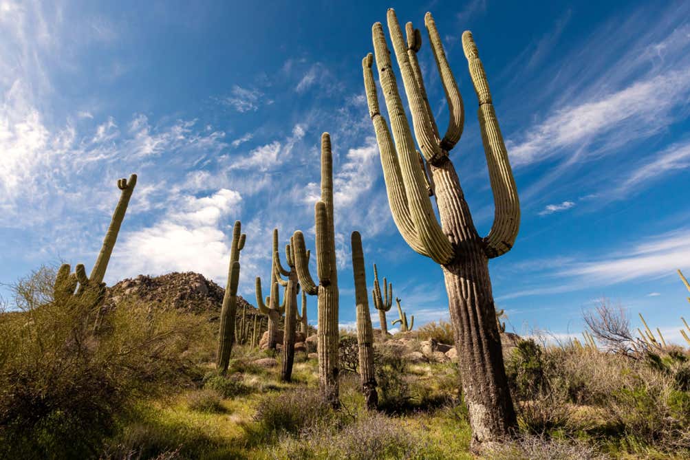 Jamie Thompson (@jamie_t42) on Twitter photo Mind is blown seeing my work on cactus evolution in <a href="/newscientist/">New Scientist</a>! It's a very nice piece <a href="/ReadingBioSci/">UoR BioSci</a> <a href="/MilnerCentre/">Milner Centre for Evolution</a> Mind is blown seeing my work on cactus evolution in <a href="/newscientist/">New Scientist</a>! It's a very nice piece <a href="/ReadingBioSci/">UoR BioSci</a> <a href="/MilnerCentre/">Milner Centre for Evolution</a>