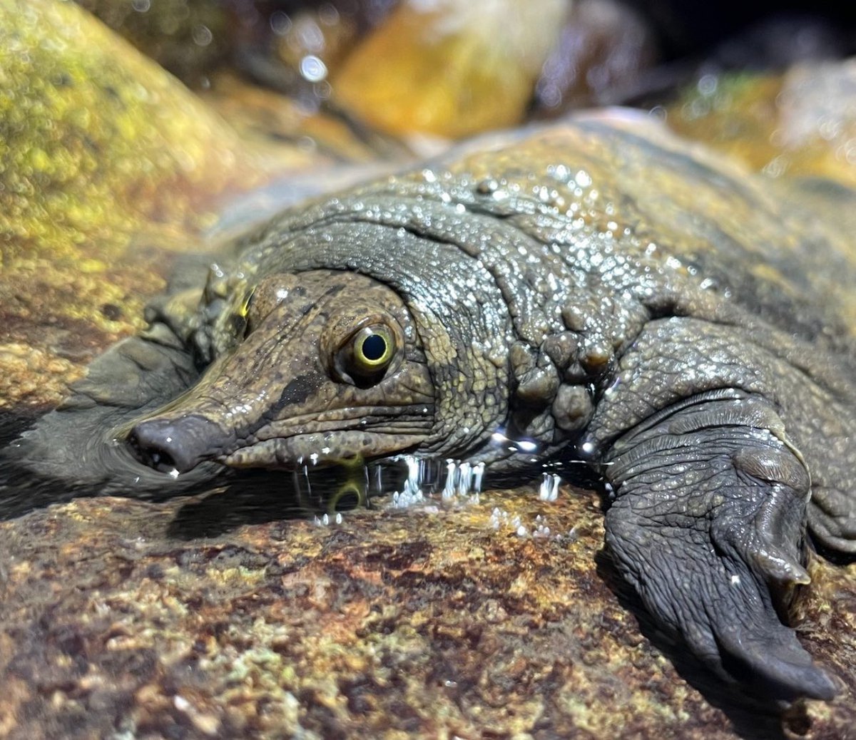 how I’m   in       Her  Slime