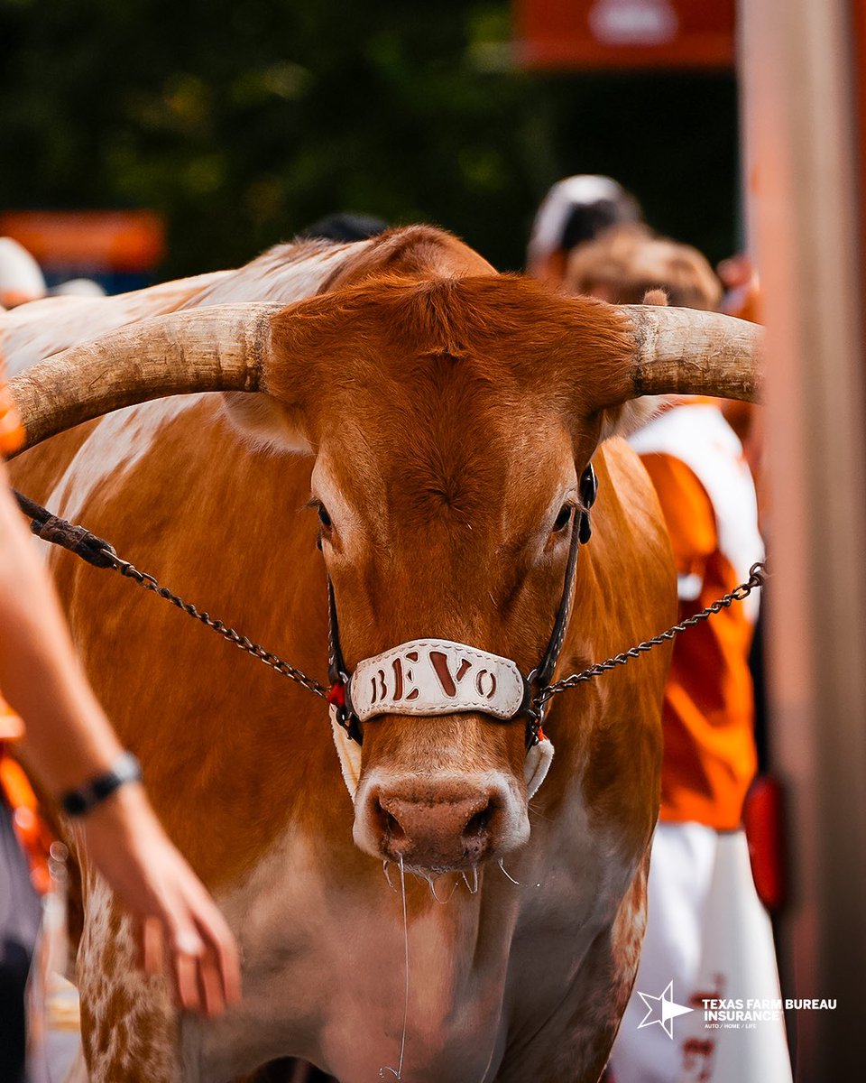 TexasLonghorns's tweet photo. star of the show 🤩🤘

#HookEm | @TXFBinsurance https://t.co/Rgu6vdiXzB