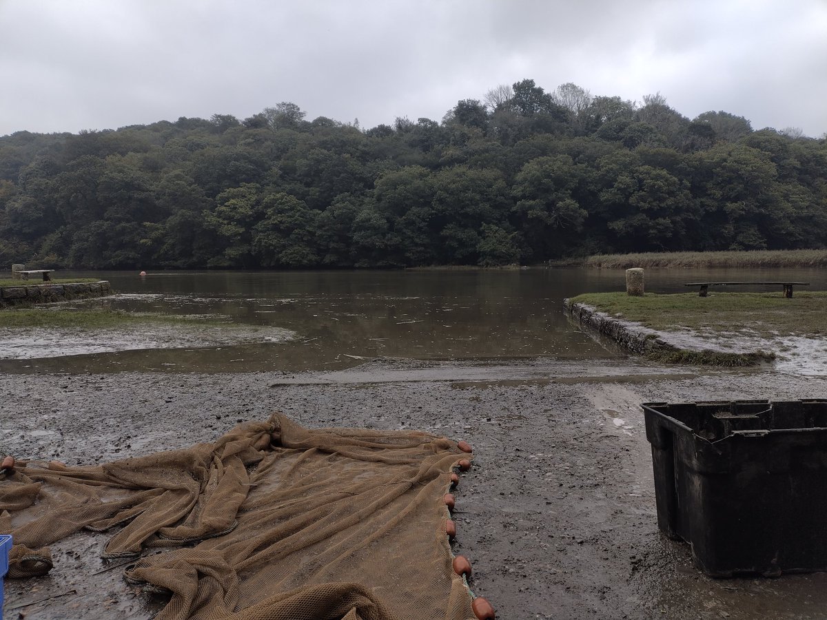 Rachel Turnbull (@_rachelturnbull) on Twitter photo September #seabass expedition 2 day 4 <a href="/PlymUni/">University of Plymouth</a>! A slight change of cast didn't stop us having fun on the Tamar, with a bass and plenty of gobies (as requested on the drive to site) #FHRU September #seabass expedition 2 day 4 <a href="/PlymUni/">University of Plymouth</a>! A slight change of cast didn't stop us having fun on the Tamar, with a bass and plenty of gobies (as requested on the drive to site) #FHRU