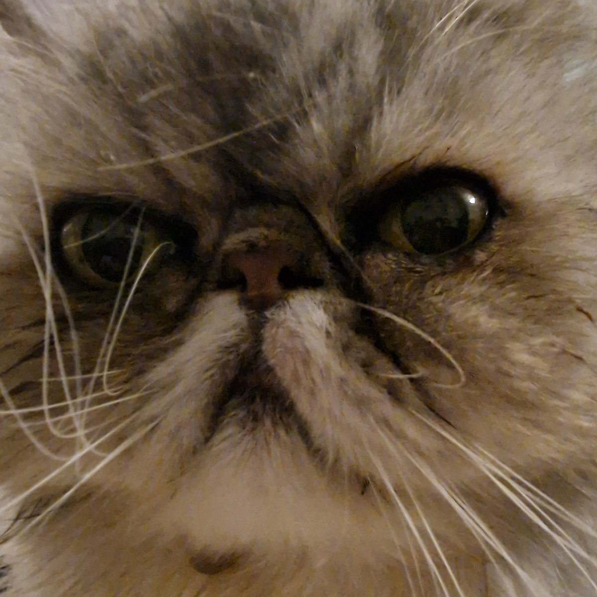 BarHBARian's tweet photo. @CREETS_NFT This is my cat #PetsofHedera https://t.co/5QBZFkZCmW