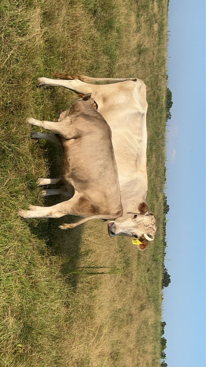 austinpoter12's tweet photo. @angrycowboy1 Get some jersey crosses for the extra heterosis😉 https://t.co/9JvrFS4V56