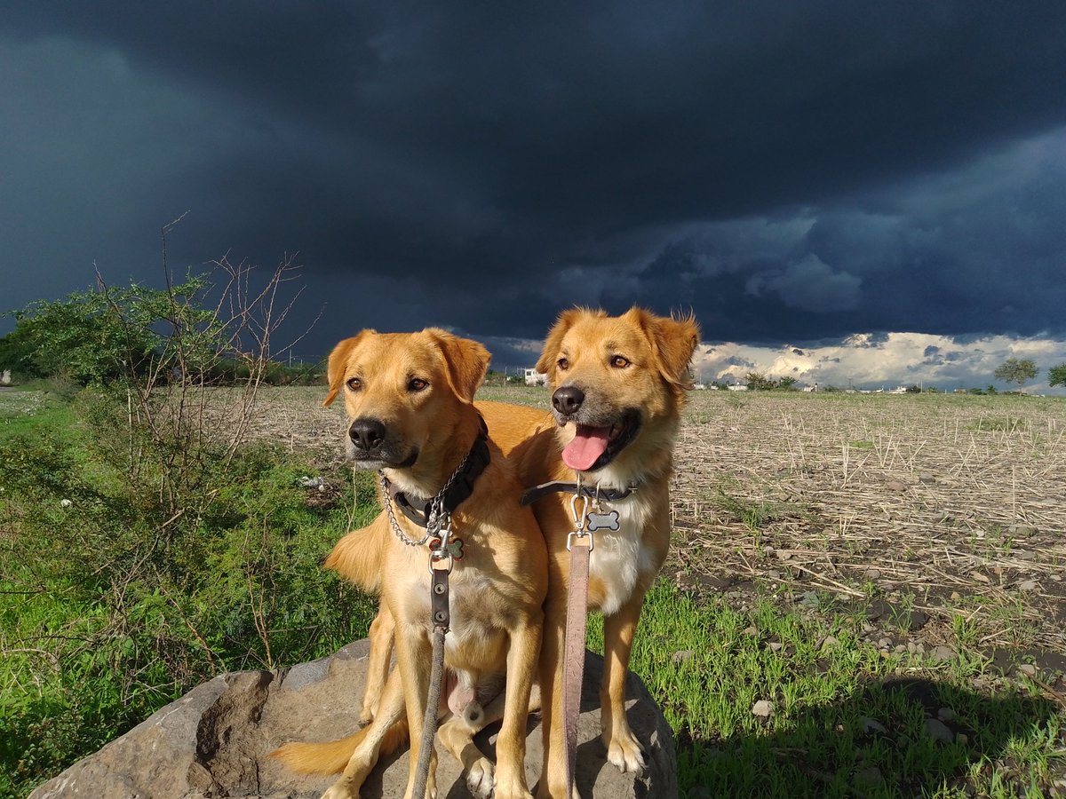 Nyu_umi's tweet photo. Astro &amp; Galax 
Quiero estar segura que su adopción sea lo mejor para ellos, ya que no son perritos para todo el mundo, deben tener amor, paciencia y conocimiento.
Mi hogar no es lo que quisiera para ellos aunque todos los días me esfuerzo en darles todo, merecen más. https://t.co/3jfCSDcICW