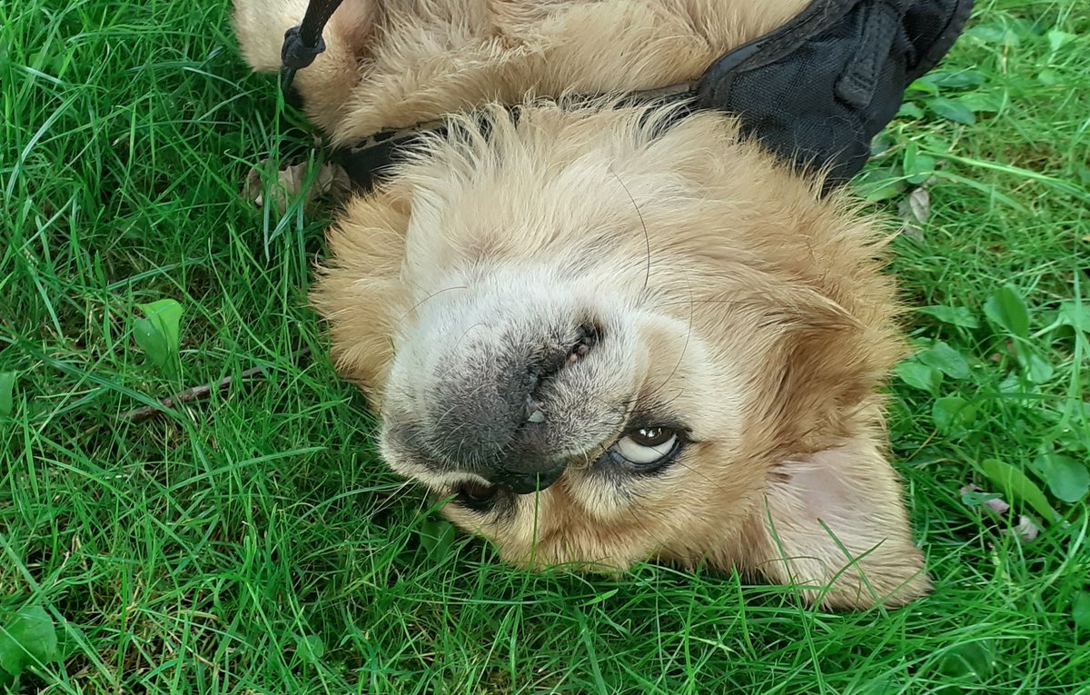 #dogphotography #dogsofinstagram #dog #dogs #hundeliebe #dogsofinsta #photography #instagram #hundefotografie #love #dogslife #doggo #Gina