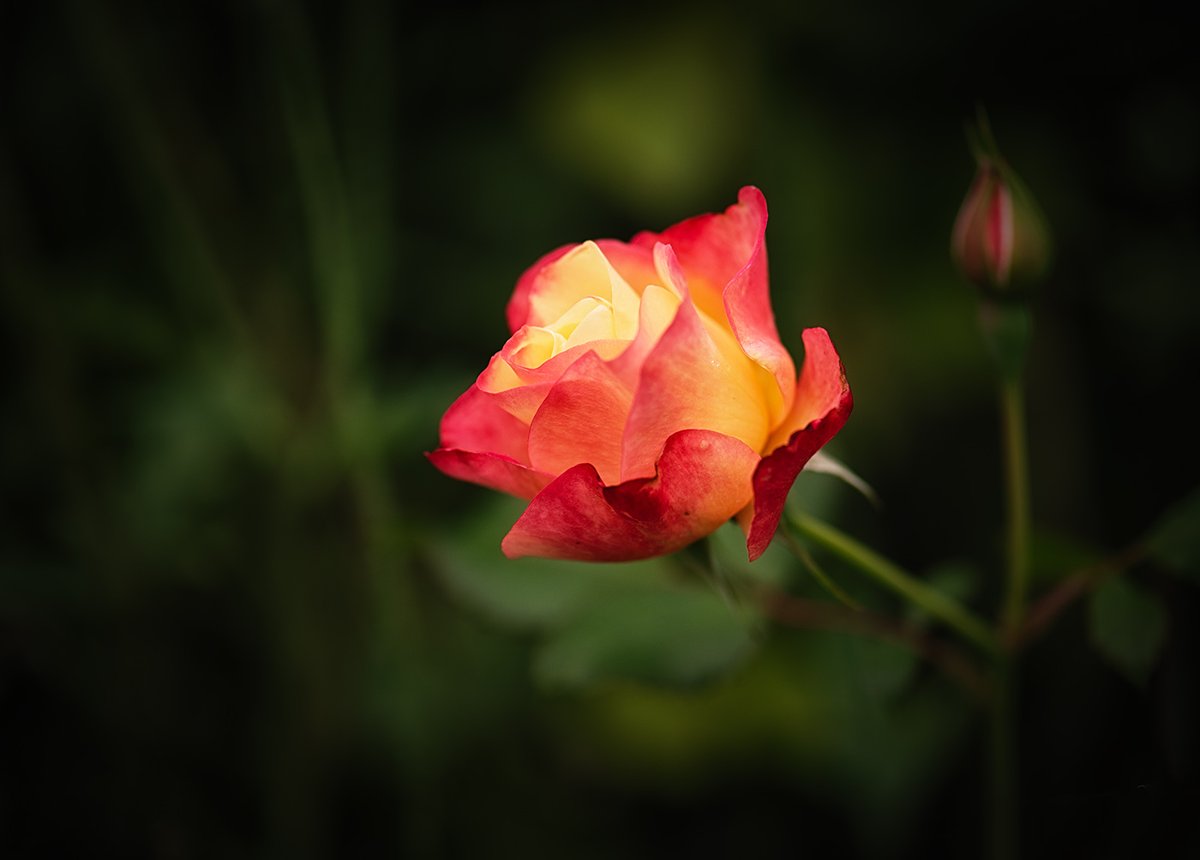 Stephanie Alexandra tweet media