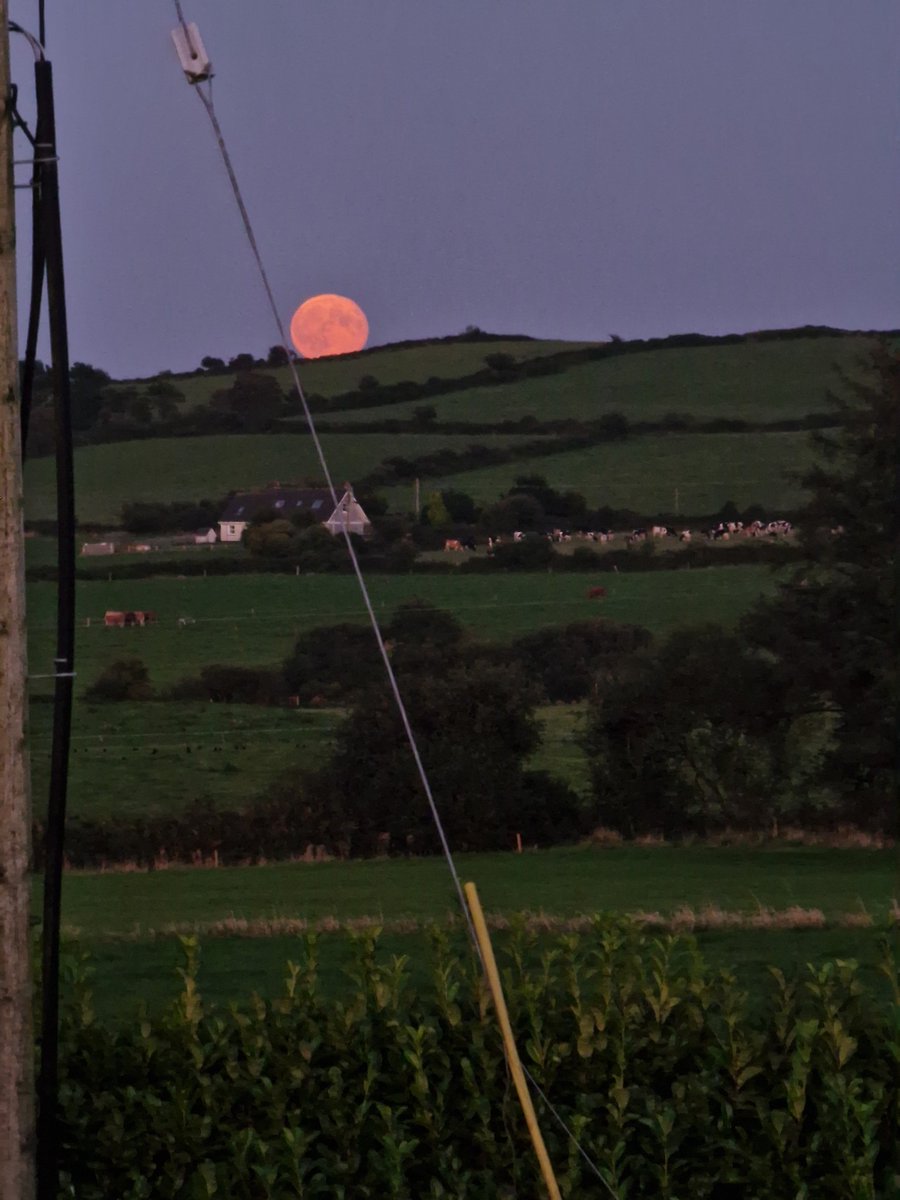 Colm Murphy tweet media