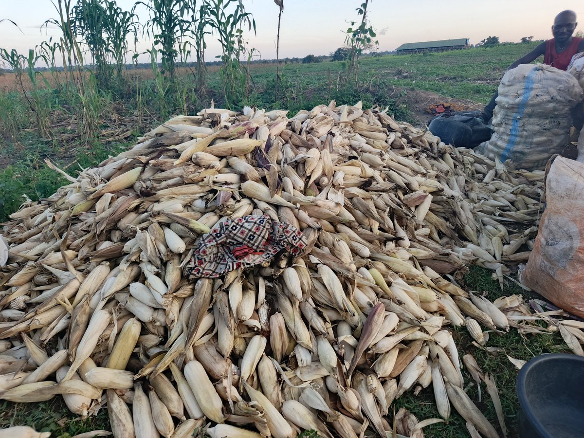 RetsonTedheke01's tweet photo. #Agbatoken: All around @NFGCSFarmEstate over 1,000 hectares smallholder farmers are harvesting Maize, Groundnut & Egusi.
No Fertilizer but they still planted mostly with organic fertilizer.
This is how rural Nigeria has been responsible for food security when govts FAIL. https://t.co/iiBQyQApVT