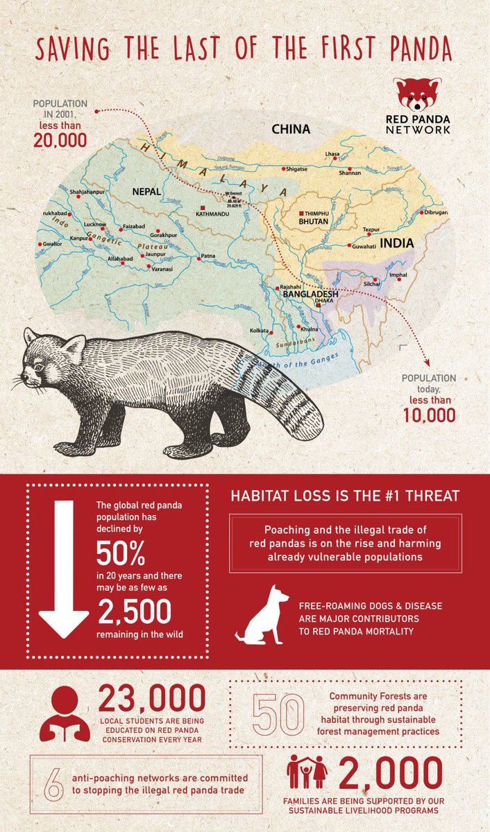 Happy International Red Panda Day! Can you believe there maybe as few as 2,500 left in the wild? Donate to zoos working on first panda conservation or directly to redpandanetwork.org